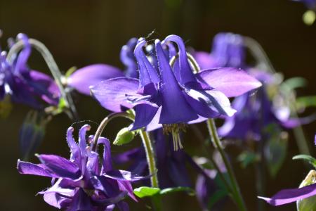 科伦拜恩, 耧, 花, 紫色, 紫罗兰色, 植物区系