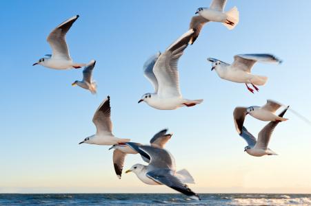 海鸥, 鸟, 飞, 海岸, 日落, 海, 心情