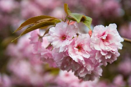 花, 粉色, 花瓣, 树, 春天, 花香, 植物区系