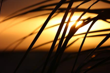 佛得角, 日落, 棕榈树, 黄色