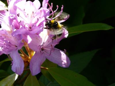 花, 大黄蜂, 开花, bug, 花粉, 蜂蜜, 紫色的小花