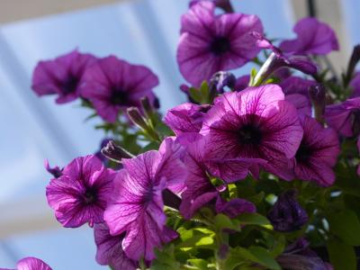 花, 紫罗兰色, 夏季