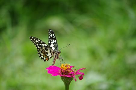 蝴蝶, 花, 自然, 花, 昆虫, 在野外的动物, 蝴蝶-昆虫