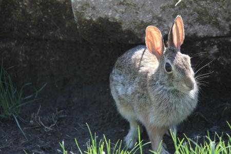 兔子, 小兔子, 野兔, 动物, 复活节, 哺乳动物, 耳朵