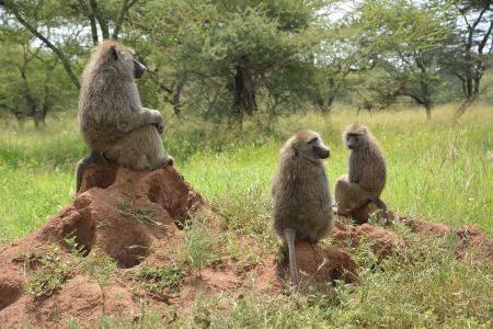 猿, 非洲, 塞伦盖蒂, 国家公园, 塞伦盖蒂公园, 坦桑尼亚, 野生动物保护区