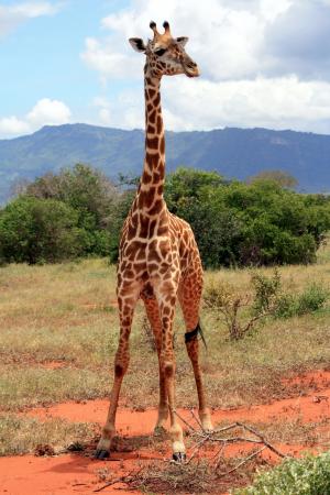 长颈鹿, 非洲, 国家公园, 野生动物园, 肯尼亚