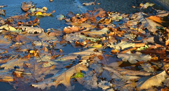 秋天, 叶子, 水坑, 金色的秋天, 秋天的落叶, 秋天的颜色, 落叶的秋天