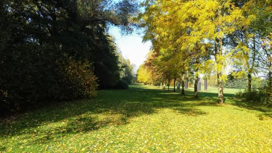 草, 花园, 绽放, 比利时, 树木, 灌木, 秋天的颜色