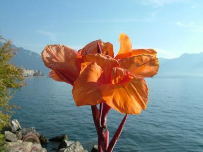 瑞士, 蒙特勒, 日内瓦湖, 花, 秋天, 自然, 湖