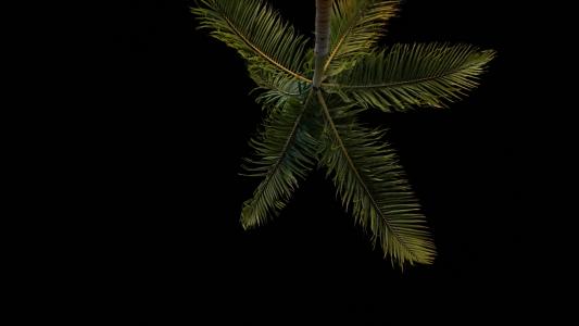 低, 角度, 摄影, 椰子, 树, 晚上, 时间