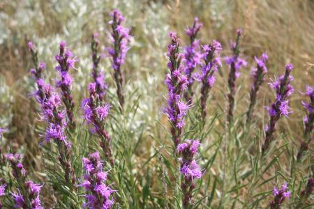 虚线 gayfeather, 野花, 怀俄明州, 花, 紫色的小花, 春天, 植物