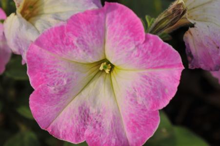 帕尤妮亚, 花, 自然, 植物, 粉红花瓣