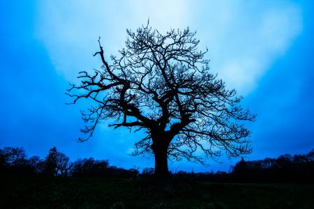 树, 剪影, 在晚上, 威尔士, 松树, 蓝色, 景观