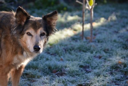 狗, 混合动力, hundeportrait, 野生动物摄影, 冬天, 弗罗斯特, 感冒