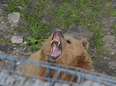 熊, 棕色的熊, 累了, 打哈欠, 毛皮, 动物世界, 危险