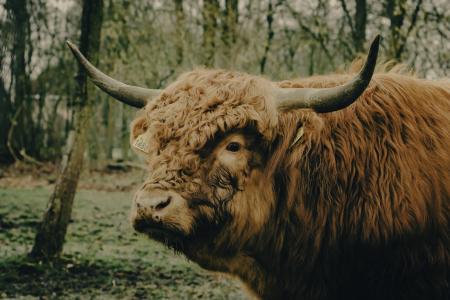 母牛, 苏格兰人, 汉兰达, 苏格兰, 动物, 自然, 公牛