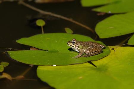 青蛙, 水, 动物, 池塘, 湖水上涨, 绿色