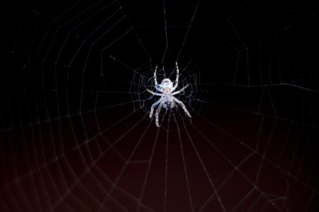 蜘蛛, 蜘蛛网, 网络, 自然, 关闭, 昆虫, 宏观