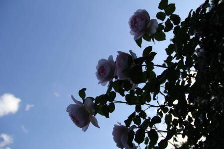 玫瑰, 白色, 花, 天空, 云彩, 蓝色, 开花