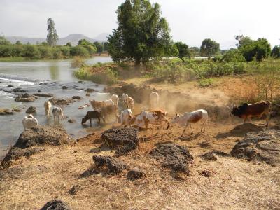尼罗河, 母牛, 牲畜, 农业, 非洲, 河, 埃塞俄比亚