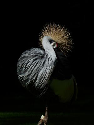 泉之冠, 起重机, 鸟, 春天的衣服, 头发塔夫茨, 站出来, 南非灰冠鹤