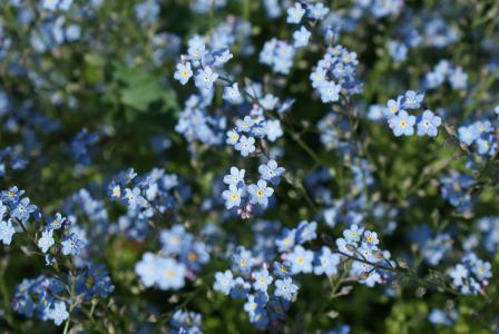花, 别忘了我, 蓝色, 植物, 绽放, 春天, 蓝色的花