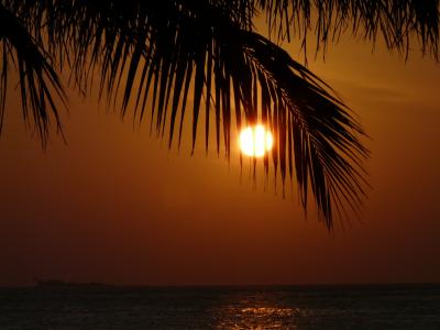 日落, 棕榈, 自然, 太阳, 浪漫
