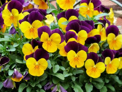 紫罗兰, 花, 紫色, 黄色, 春天, 花园, 自然