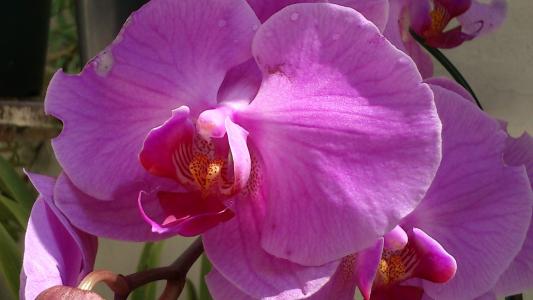 orquidea, 花, 自然