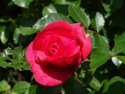 花, 红玫瑰, 玫瑰花园, 玫瑰绽放, 玫瑰-花, 自然, 红色
