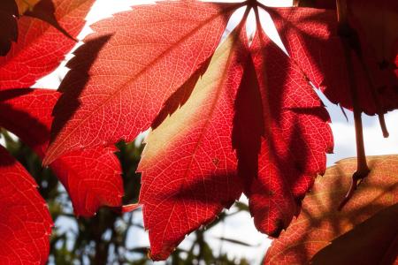 秋天, 秋天的落叶, 特写, 叶子, 宏观, 自然, 红色