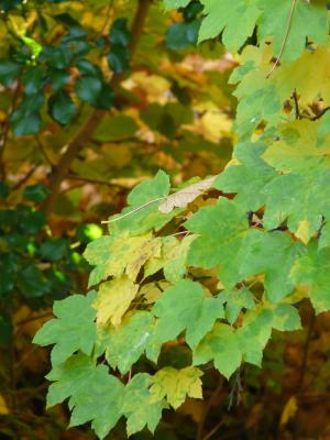 山枫, 叶子, 秋天的颜色, 绿色, 黄色, 秋天, 宏碁 pseudoplatanus