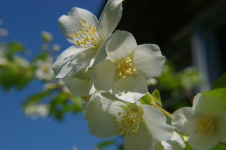 白花, machurian 灌木, 花, 阳光, 阳光下的花朵, 植物区系, 花香