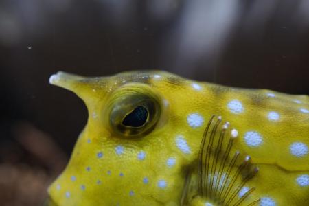 boxfish, 关闭, 水下, 游泳, 鱼, 动物, 水