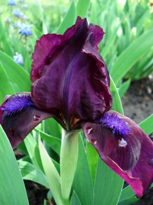 花, 春天的花朵, 鸢尾花, 紫色鸢尾花, 紫色的花