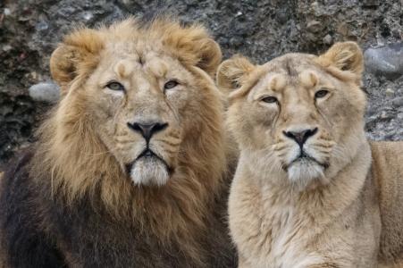动物, 捕食者, 狮子, 印度, 双, 狮子-猫科动物, 野生动物