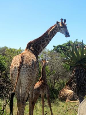 长颈鹿, 小长颈鹿, 非洲, 自然, 哺乳动物, 野生动物园