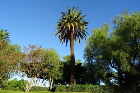 棕榈, 树, 凤凰枣, 加那利群岛椰枣, 植物区系, 加利福尼亚州, 美国