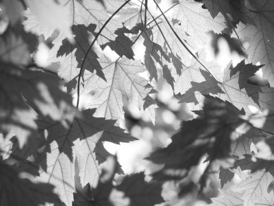 巾, 森林, 自然, 叶, 黑色和白色, 秋天, 赛季