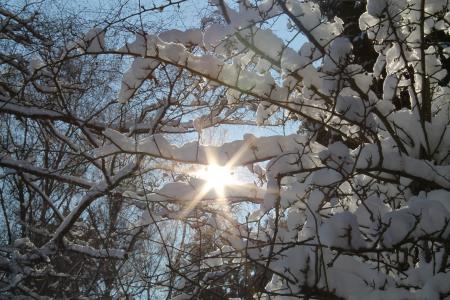冬天, 雪, 太阳, 寒冷, 白色, 树木, 森林
