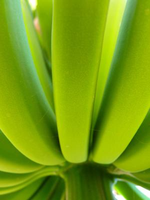 香蕉, 香蕉灌木, 绿色, 植物, 食品, 自然, 叶