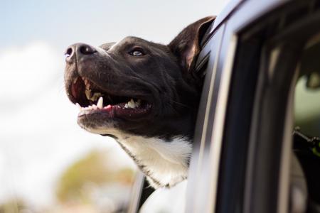 狗, 快乐, 汽车, 头, 车窗外, 快乐的狗, 宠物