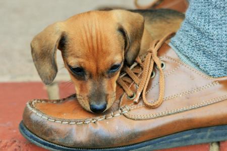 小狗, 棕色, 鞋子, 皮革, 狗, 宠物, 犬