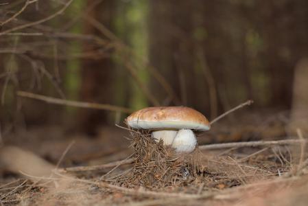 蘑菇, 蘑菇, 森林蘑菇, 森林, 秋天, 自然, 真菌