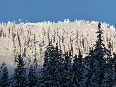 冬天, 仙境, 树木, 雪覆盖, 森林, 小山, 雪