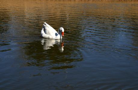 白色, 鸭, 池塘, 鸭水, 水波纹, 反映了, 水
