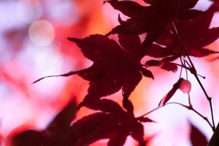 枫树, 秋天, 叶, 红色, 叶子, 着色, 光明