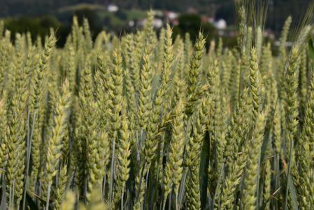 小麦穗, 谷物, 字段, 农业, 自然, 农场, 作物