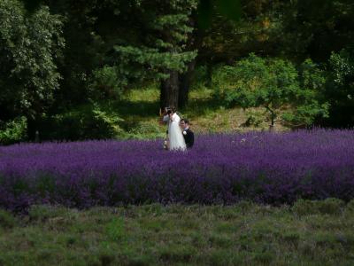 婚礼, 摄影师, 熏衣草, 床上, 花, 紫罗兰色, 花