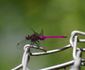 蜻蜓, 昆虫, 自然, 野生动物, 特写, 户外, 粉色